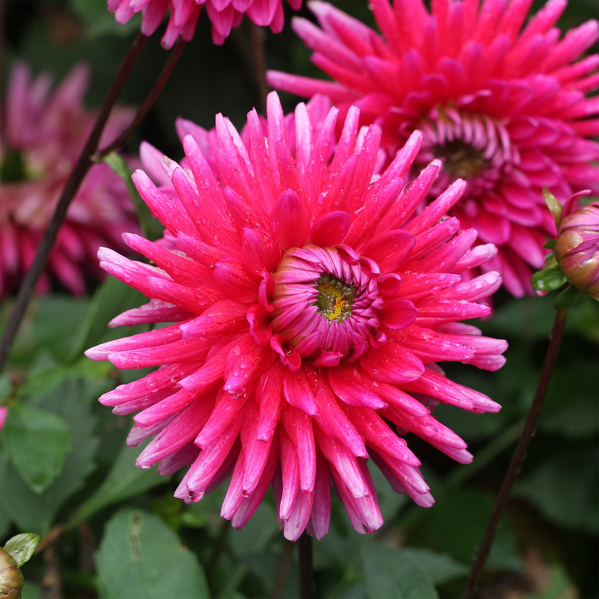 Dahlia Purple Gem - 3 Dahlias cactus Purple Gem - Bulbes de Dahlia