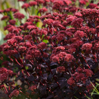Sedum Blue Pearl - Sédum Perle bleue - Plantes vivaces