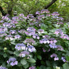 Hortensia Blueberry Cheesecake - Bakker