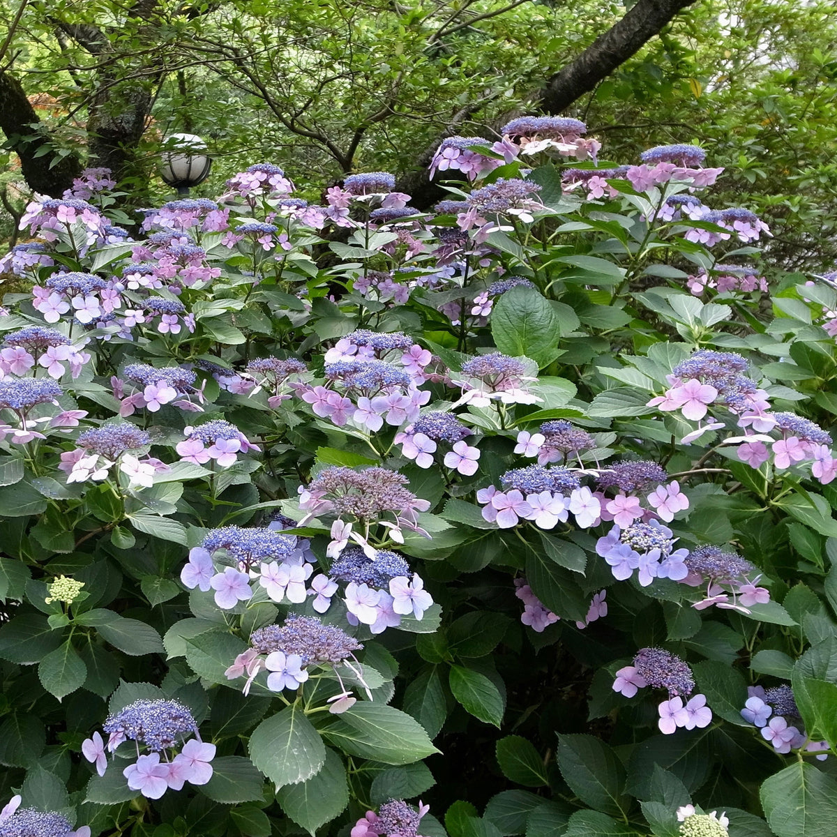 Hortensia Blueberry Cheesecake - Bakker