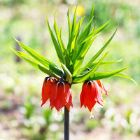 Couronne impériale rouge - Fritillaria imperialis rubra - Bakker