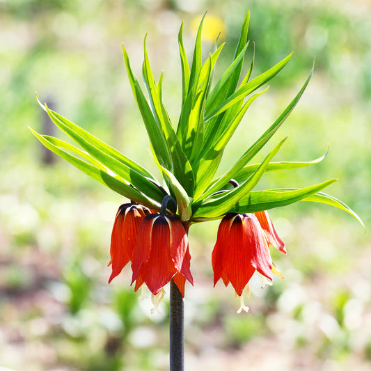 Couronne impériale rouge - Bakker