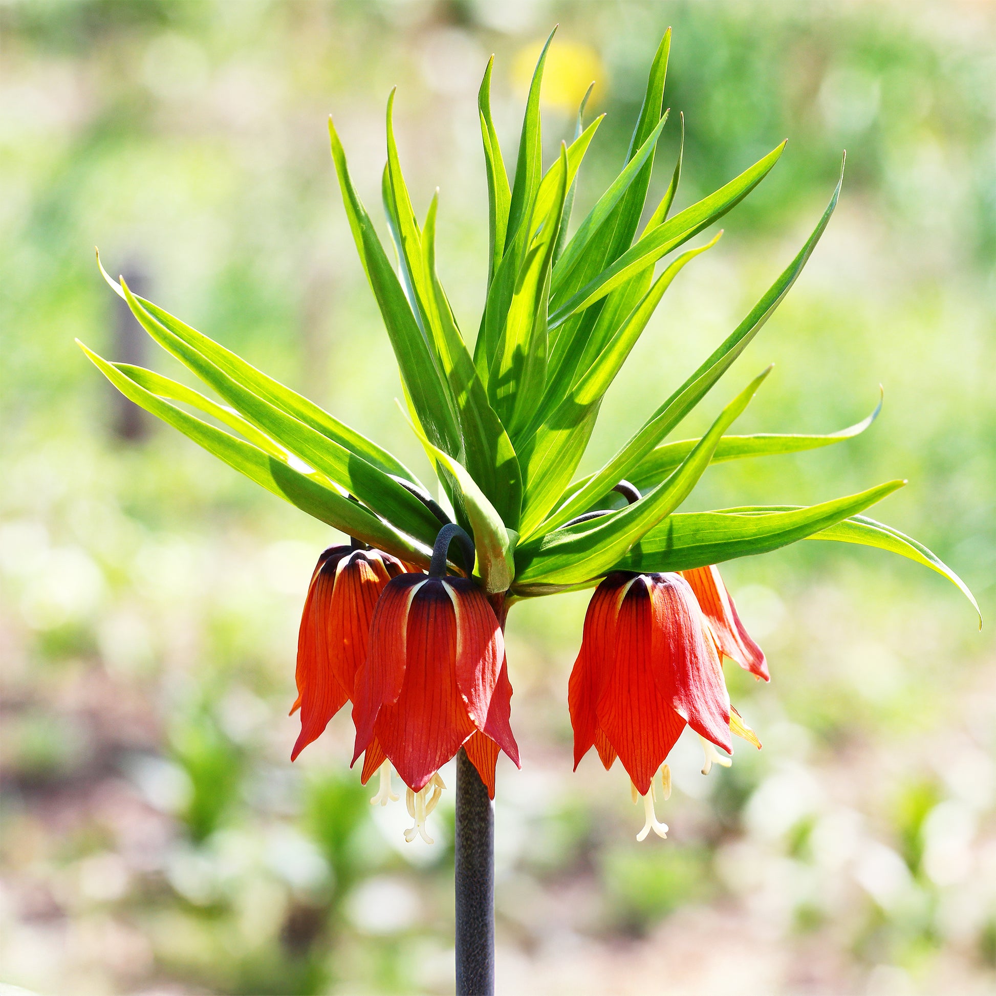 Couronne impériale rouge - Fritillaria imperialis rubra - Bakker