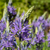 5 Camassias bleus - Bakker