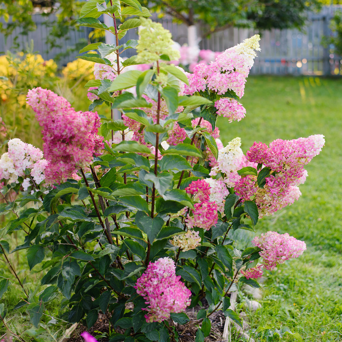 Hortensia paniculé Fraise Melba® Renba