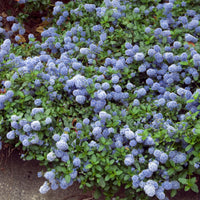 Ceanothus thyrsiflorus repens - Céanothe repens - Céanothe - Lilas de californie
