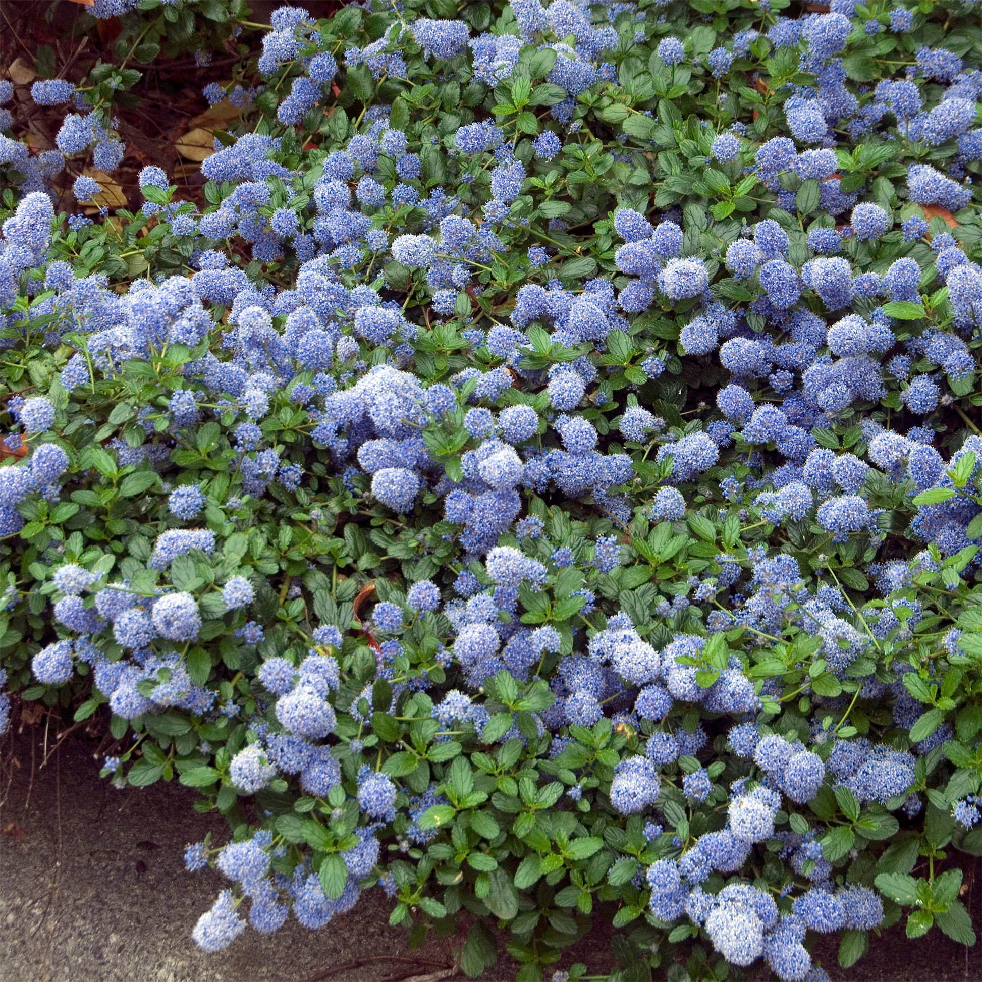 Ceanothus thyrsiflorus repens - Céanothe repens - Céanothe - Lilas de californie