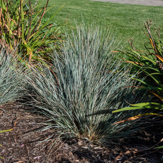 2 Avoines vivaces - Bakker