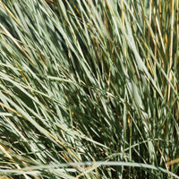 Helictotrichon sempervirens - 2 Avoines vivaces - Graminées