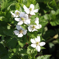 Bakker - Mûrier Reuben - Rubus fruticosus reuben®