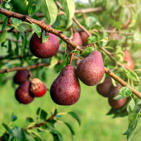 Pyrus communis william's rouge - Poirier William's rouge - Poiriers