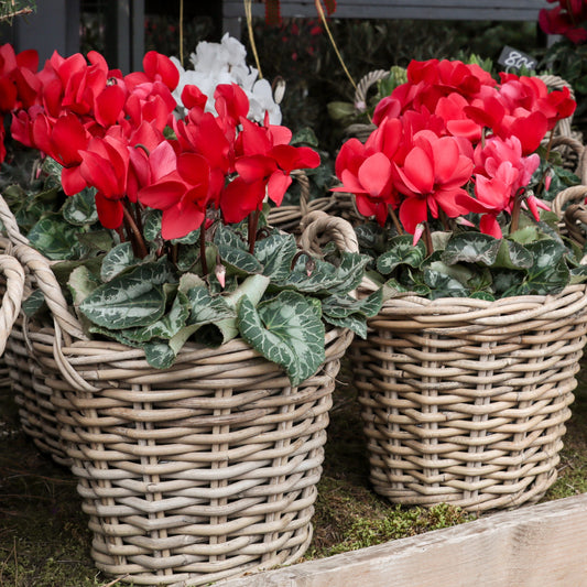 3 Cyclamens rouges - Bakker