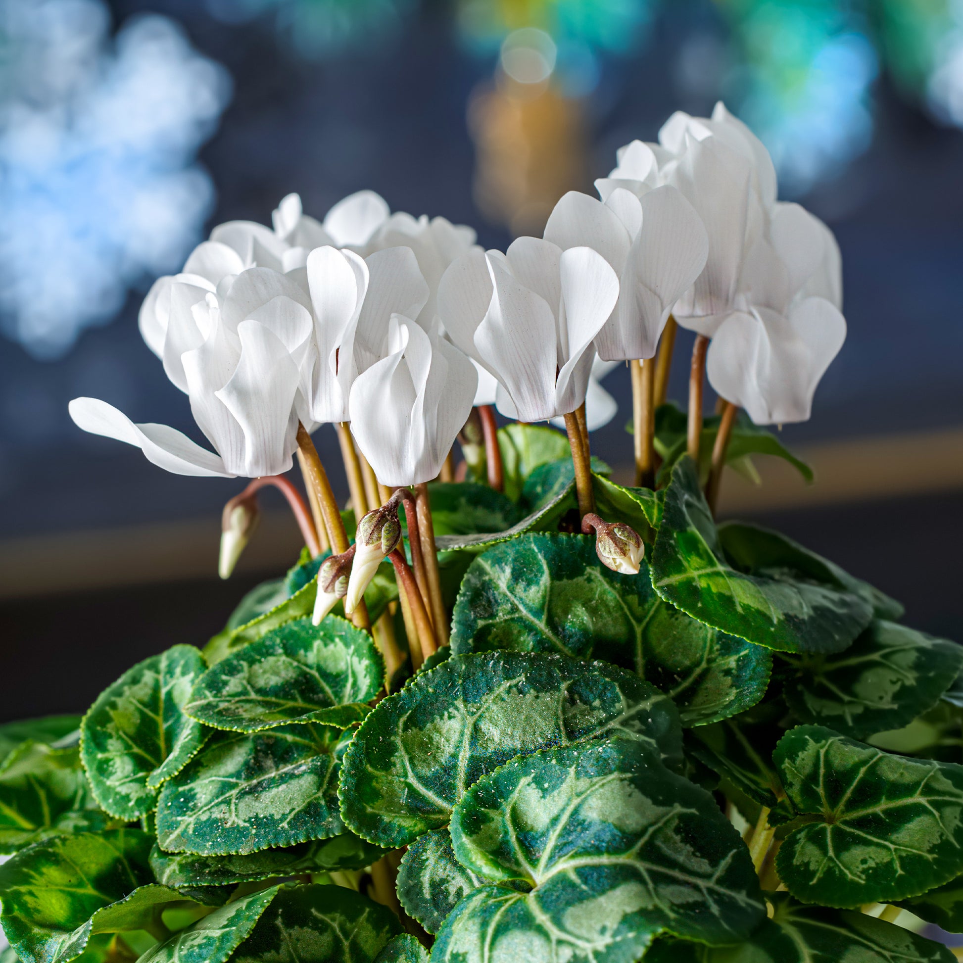 Plantes de terrasses et balcons - 3 Cyclamens blancs - Cyclamen super série