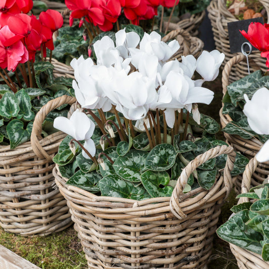 3 Cyclamens blancs - Bakker
