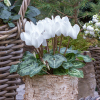 3 Cyclamens blancs - Cyclamen super série - Bakker