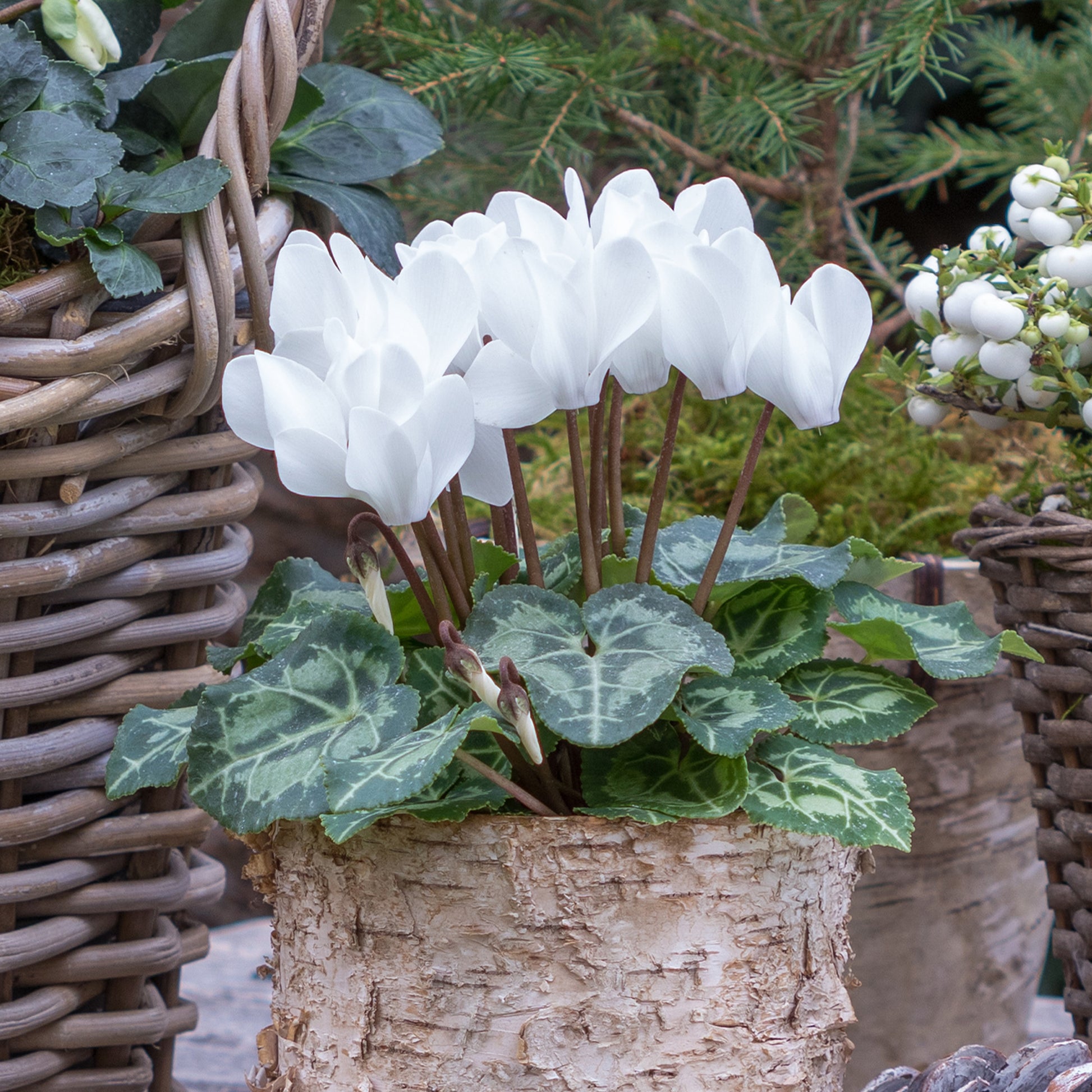 3 Cyclamens blancs - Cyclamen super série - Bakker