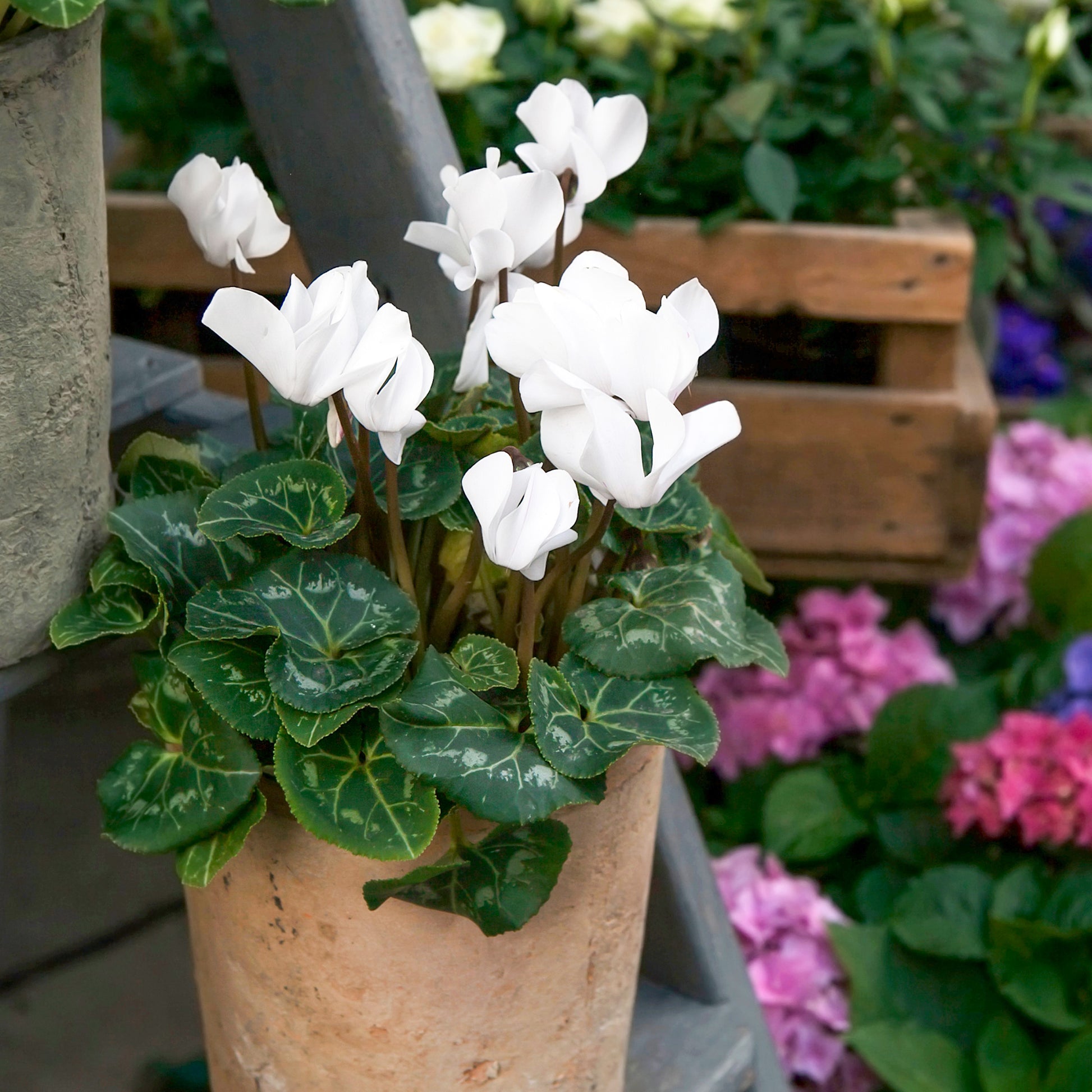 Vente 3 Cyclamens blancs - Cyclamen super série