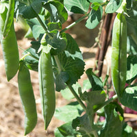 Pisum sativum petit provençal - Pois rond nain Petit Provençal - Graines de légumineuses