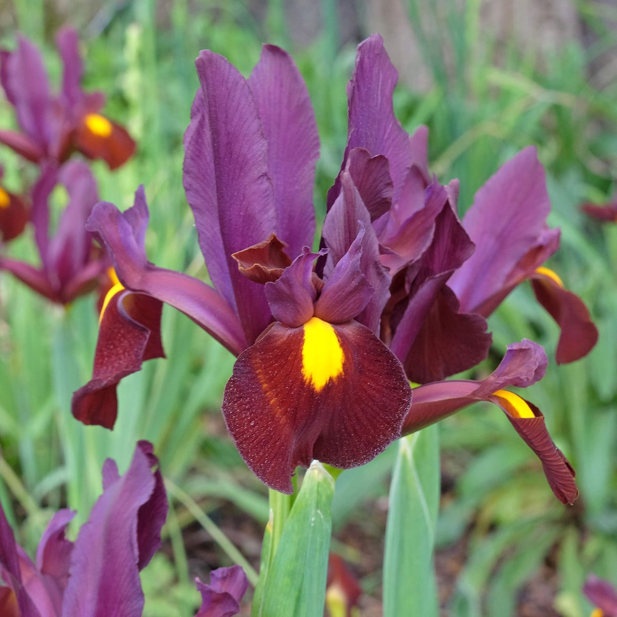Iris hollandica Red Ember - 20 Iris de Hollande Braise rouge - Bulbes d'Iris