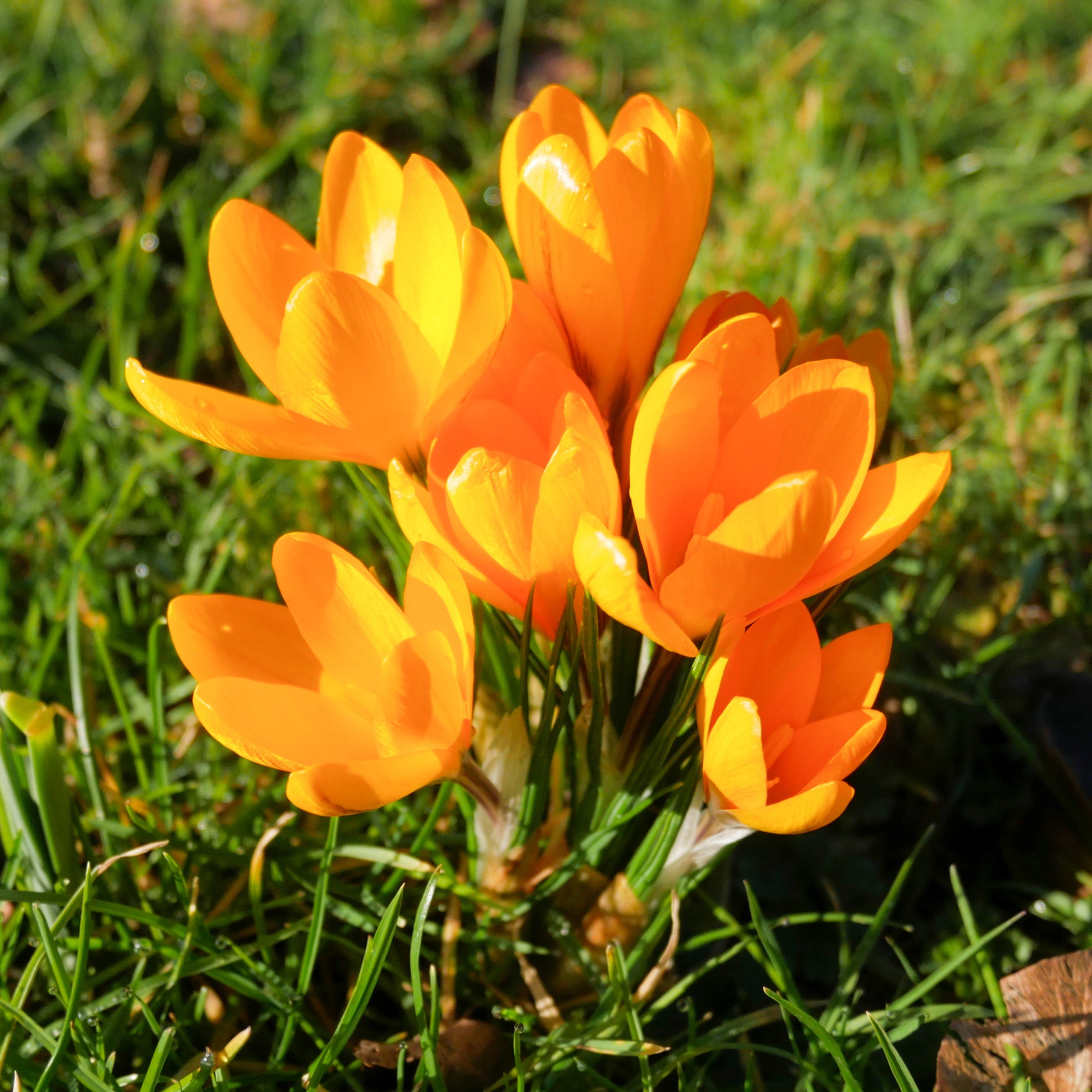 Bulbes de Crocus - 15 Crocus Mammouth jaune - Crocus vernus yellow Mammoth