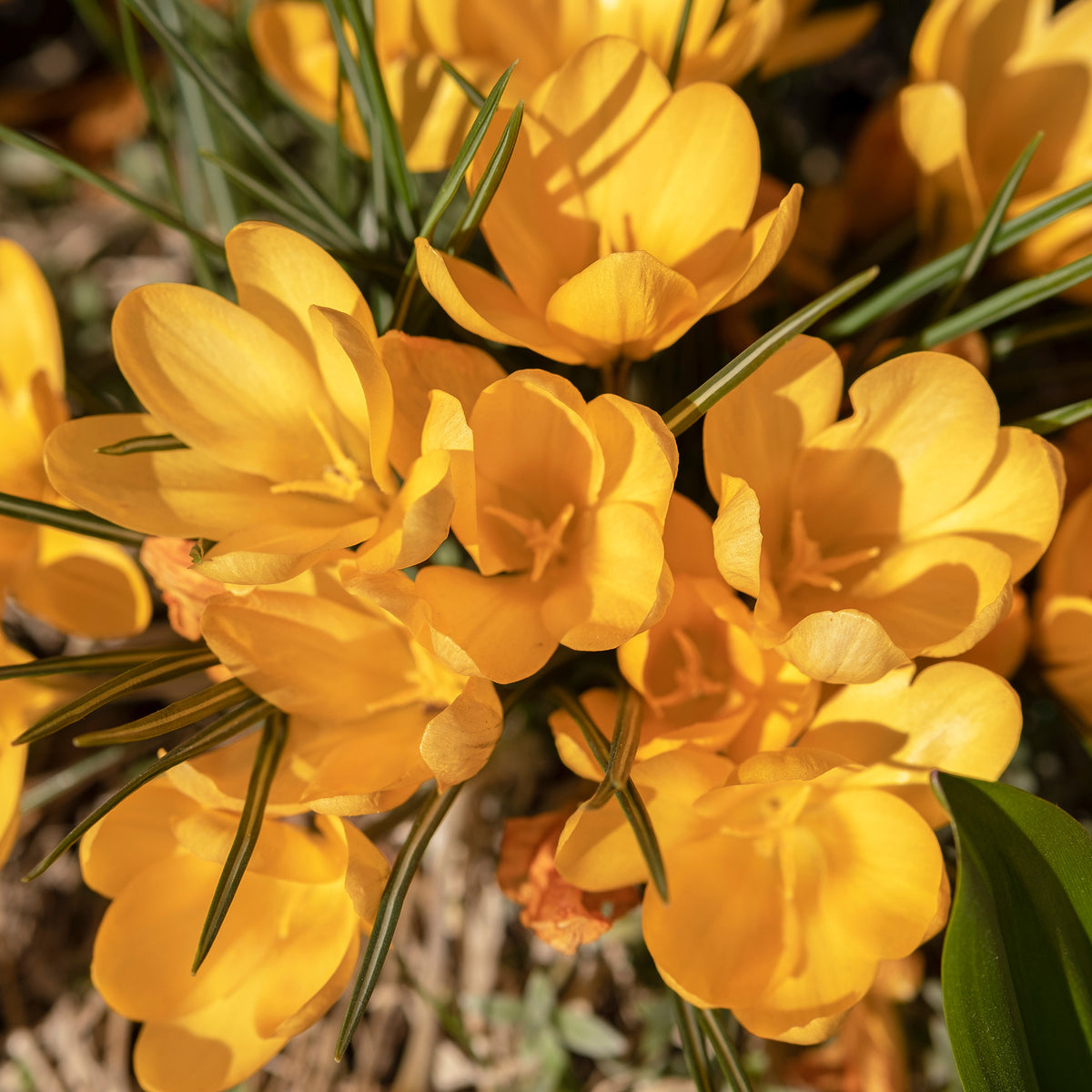 15 Crocus Mammouth jaune - Crocus vernus yellow Mammoth - Bakker