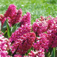 3 Jacinthes rouges - Hyacinthus orientalis - Bakker
