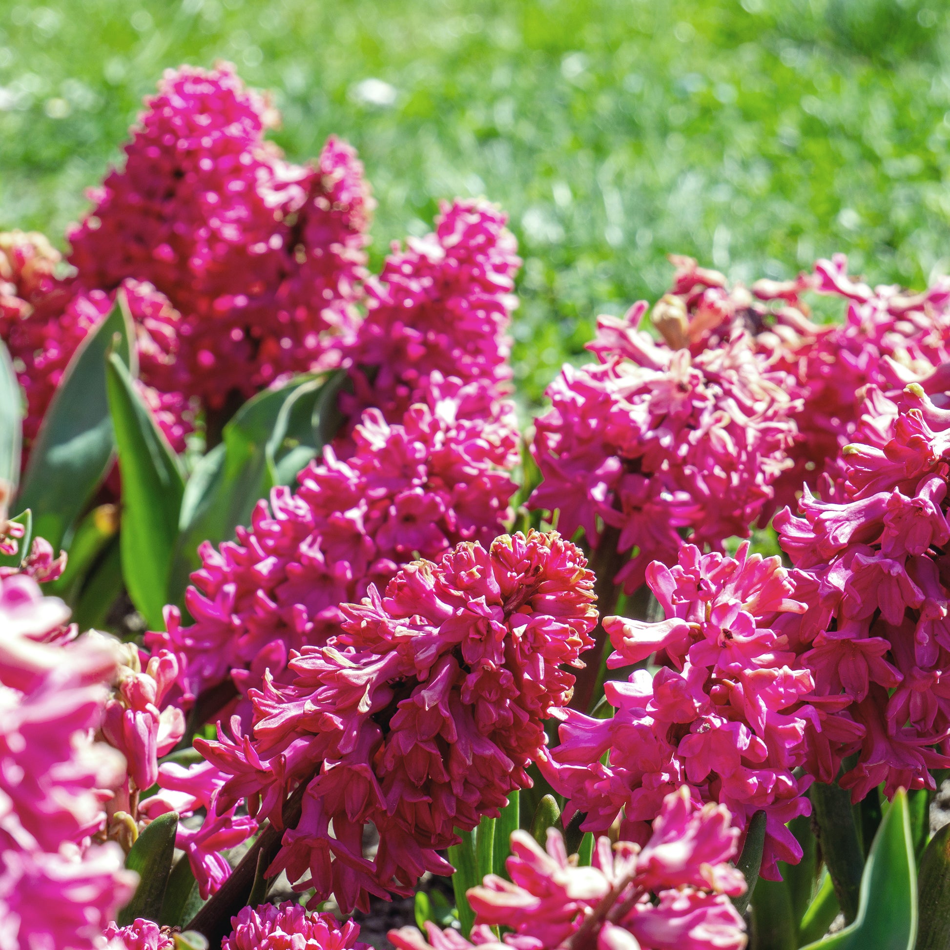 3 Jacinthes rouges - Hyacinthus orientalis - Bakker