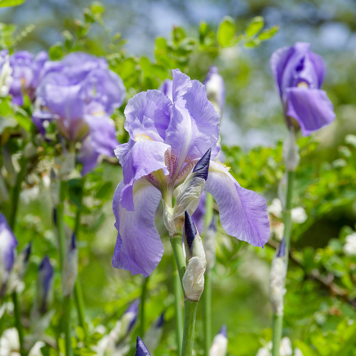 Collection d'Iris remontants Autumn Encoree et Lovely Again - Iris germanica autumn encore, lovely again - Bakker