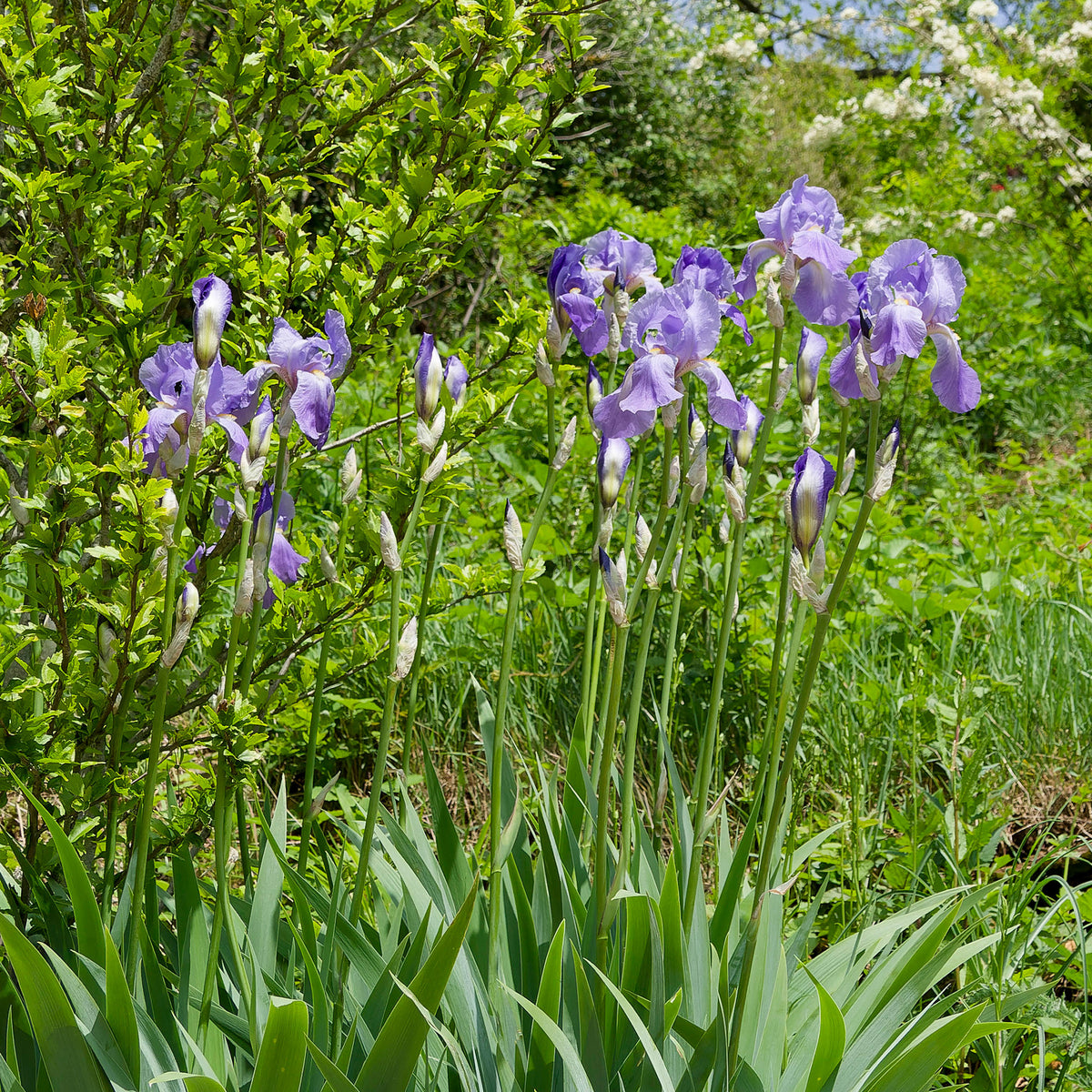 3 Iris de jardin remontant Lovely again - Iris germanica lovely again - Bakker