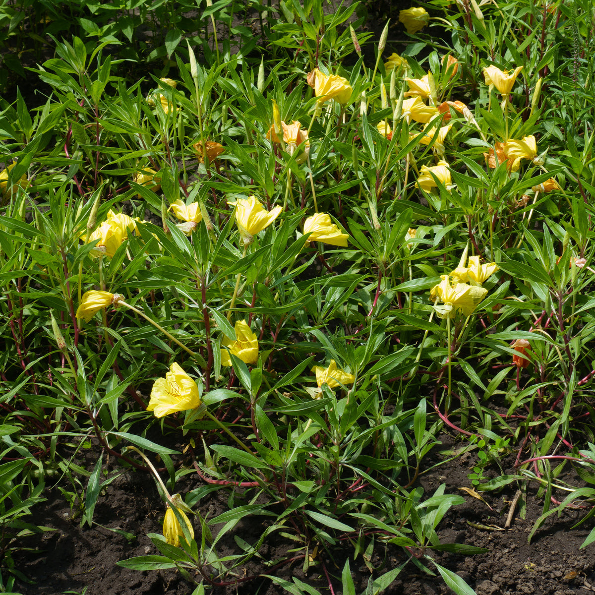 2 Oenothères à grandes fleurs - Onagre - Oenothera macrocarpa (missouriensis) - Bakker
