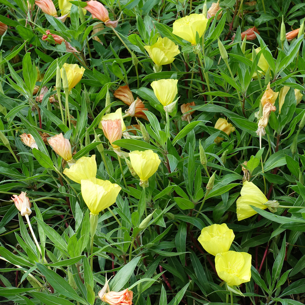 2 Oenothères à grandes fleurs - Onagre - Bakker