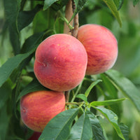 Mini-pêcher Suncrest - Bakker