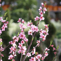 Prunus persica Suncrest - Mini-pêcher Suncrest - Pêchers