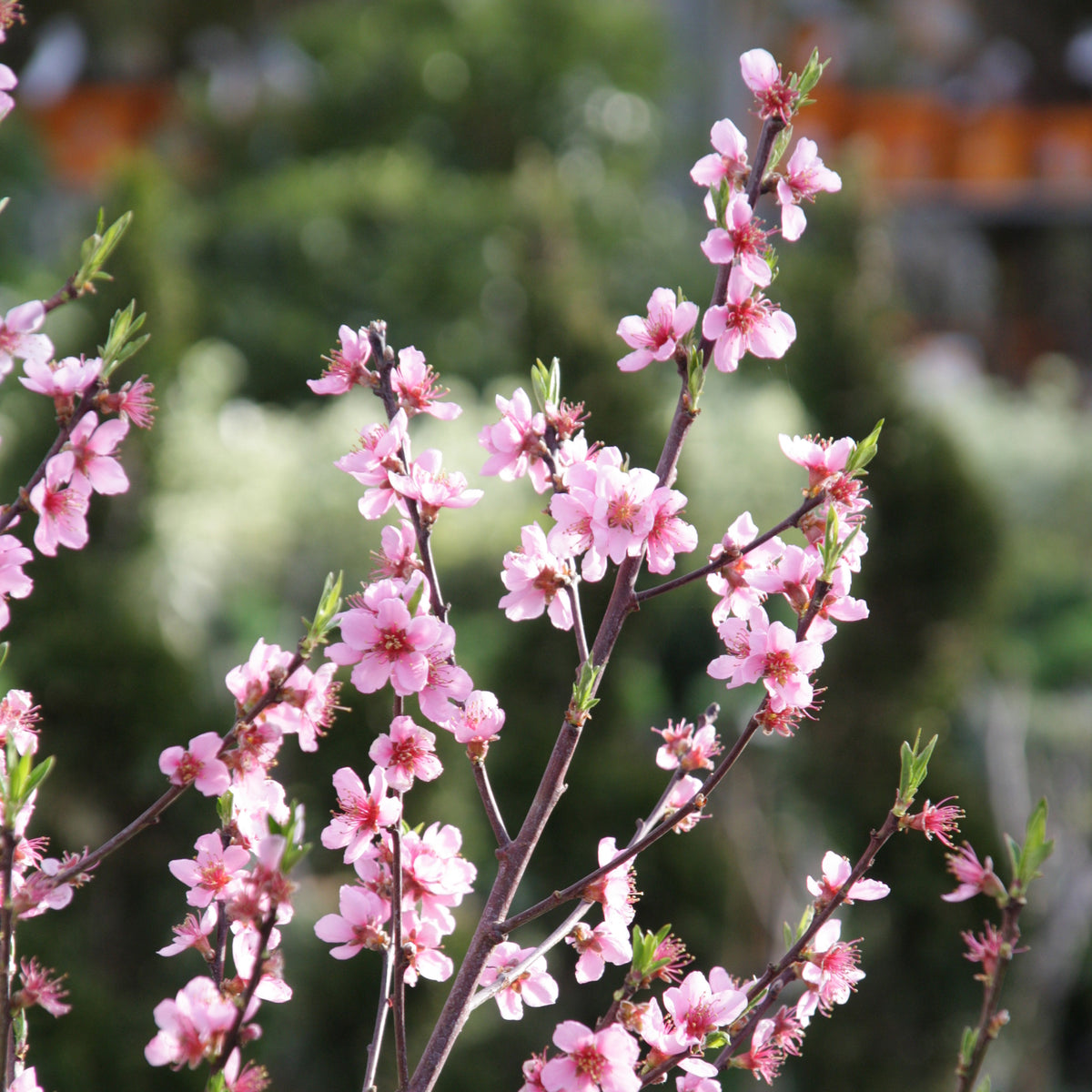 Prunus persica Suncrest - Mini-pêcher Suncrest - Pêchers