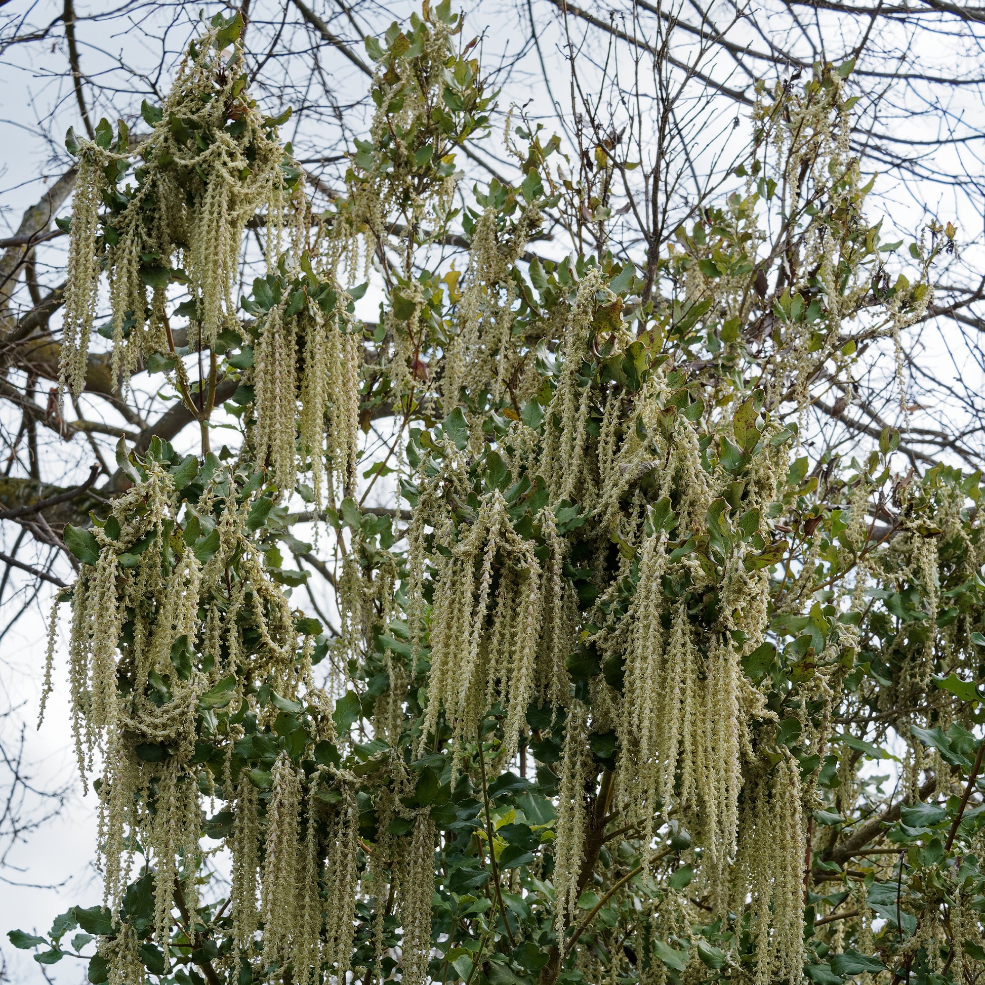 Plantes de terrasses et balcons - Garrya - Garrya elliptica