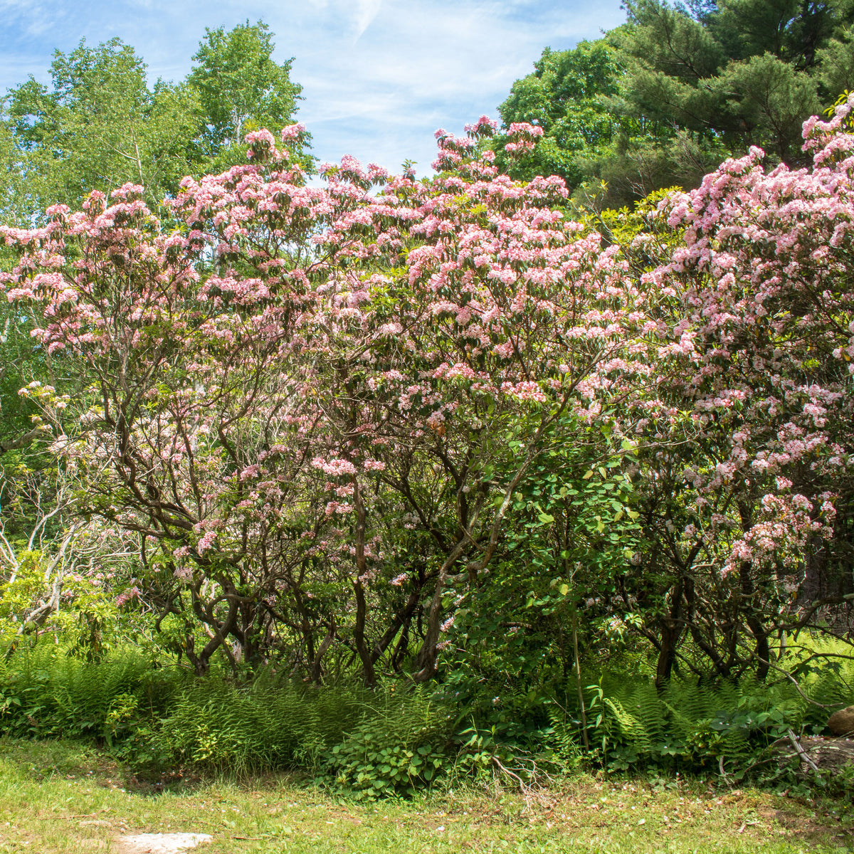 Kalmia latifolia - Laurier des montagnes - Plantes à feuillage persistant