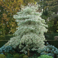 Arbustes - Cornouiller des pagodes panaché - Cornus controversa variegata