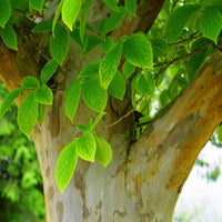 Vente Stewartia - Stewartia pseudocamellia