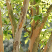 Stewartia - Stewartia pseudocamellia - Bakker