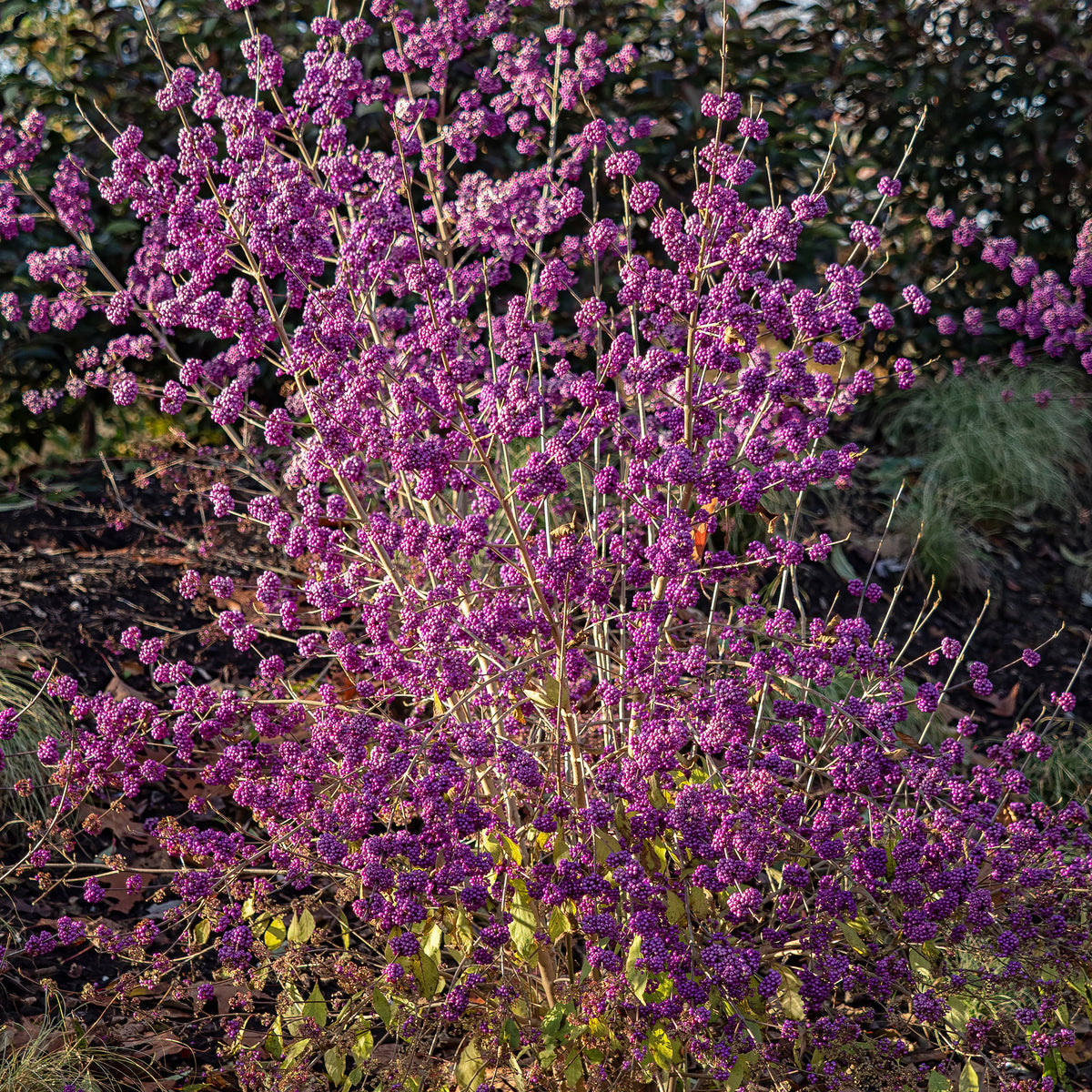 Callicarpa Profusion - Callicarpa bodinieri Profusion - Bakker