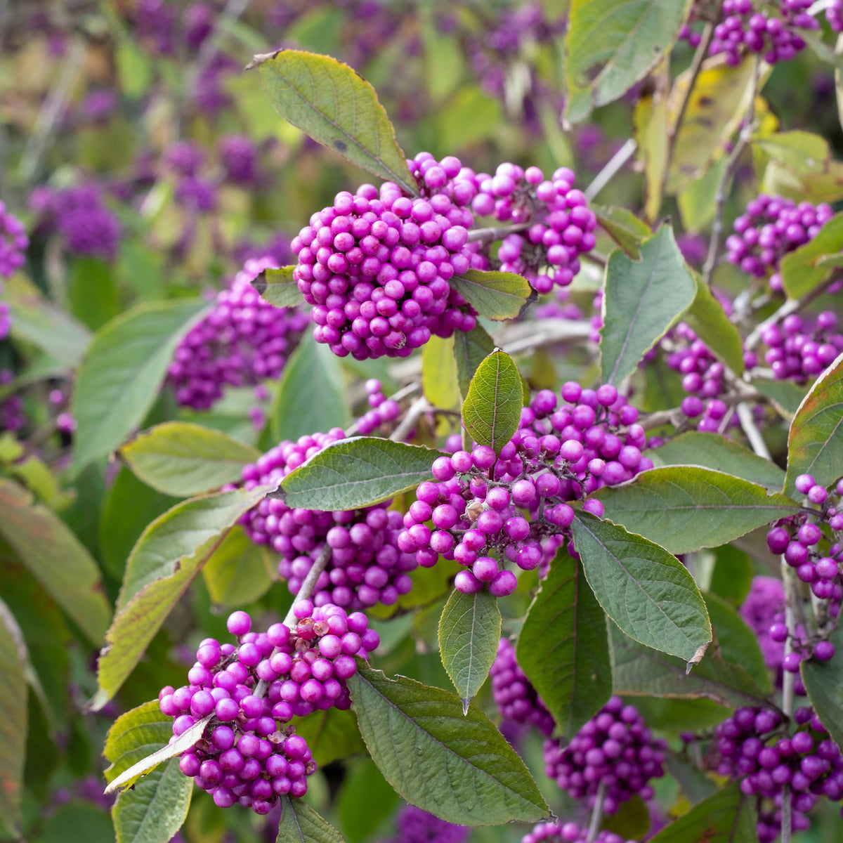 Arbustes - Callicarpa Profusion - Callicarpa bodinieri Profusion