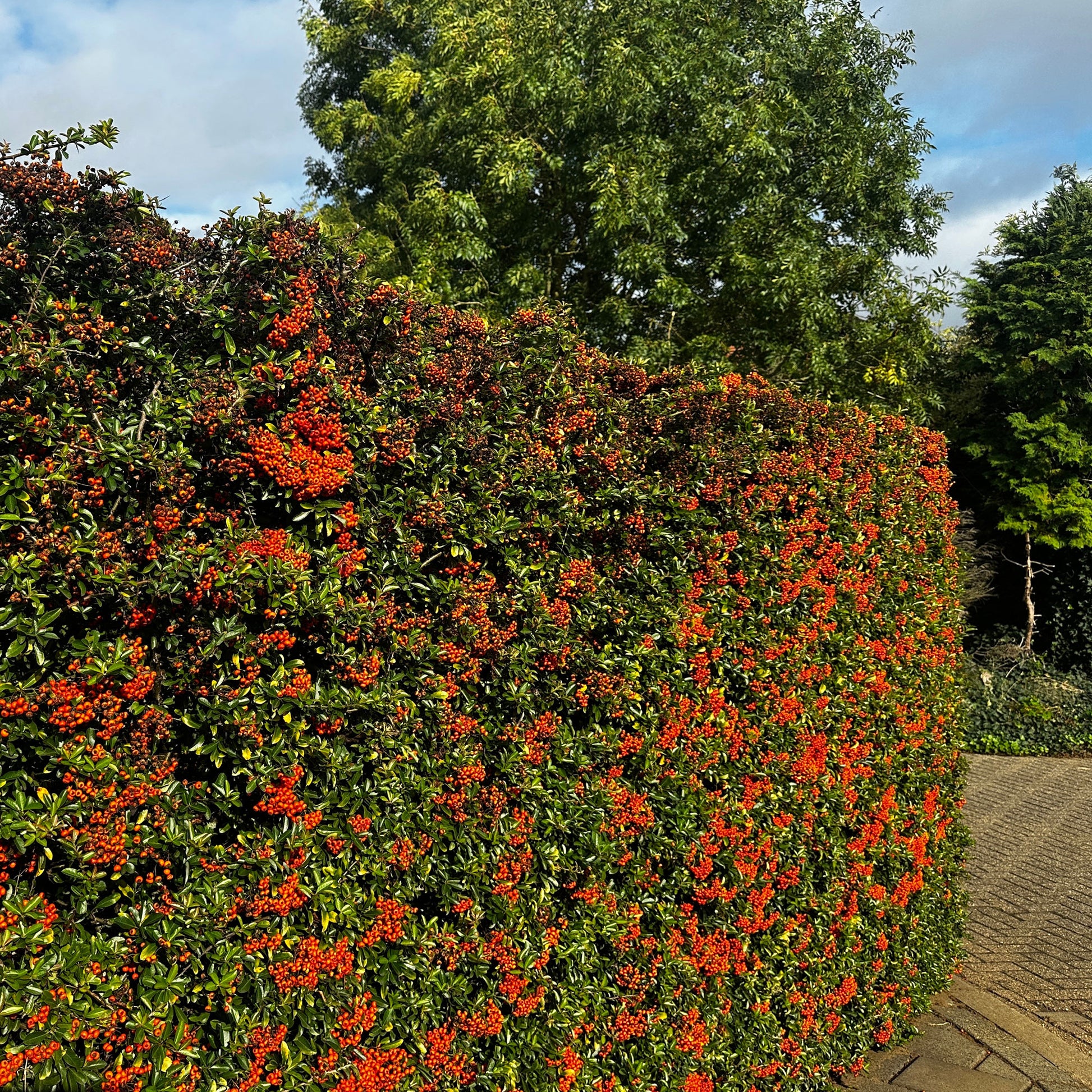 3 Pyracantha Saphyr rouge - Pyracantha coccinea Saphyr Rouge - Bakker