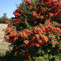 Plantes à feuillage persistant - 3 Pyracantha Saphyr rouge - Pyracantha coccinea Saphyr Rouge