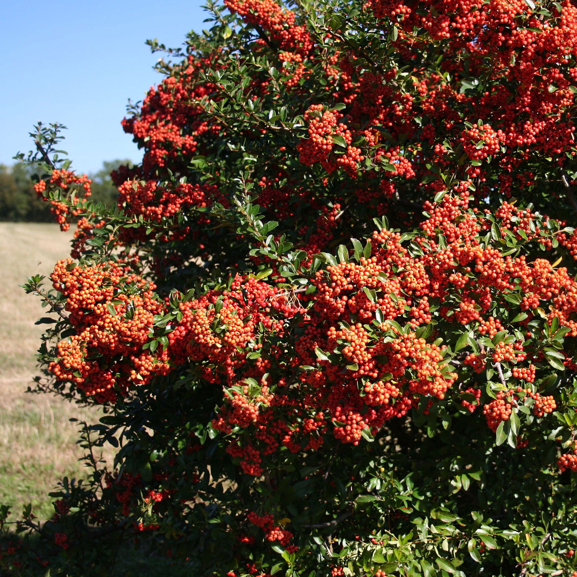 Plantes à feuillage persistant - 3 Pyracantha Saphyr rouge - Pyracantha coccinea Saphyr Rouge
