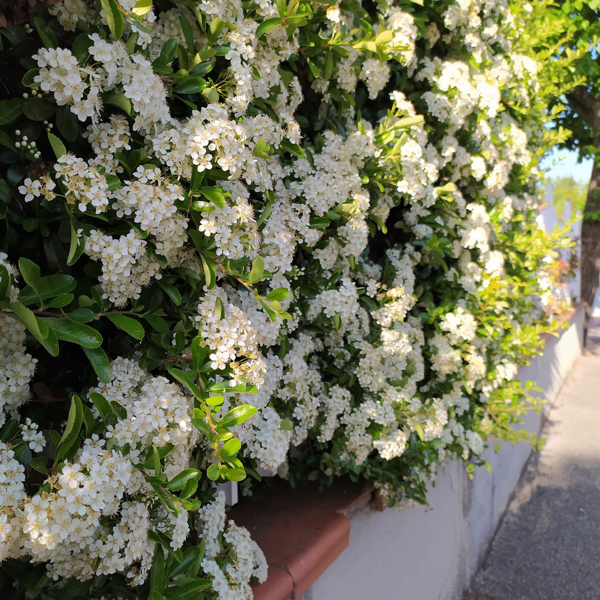 Pyracantha coccinea Saphyr Rouge - 3 Pyracantha Saphyr rouge - Plantes à feuillage persistant