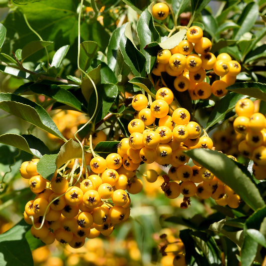 3 Pyracantha jaune - Bakker