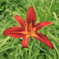 Hémérocalle - Hémérocalle Crimson Pirate - Hemerocallis Crimson Pirate