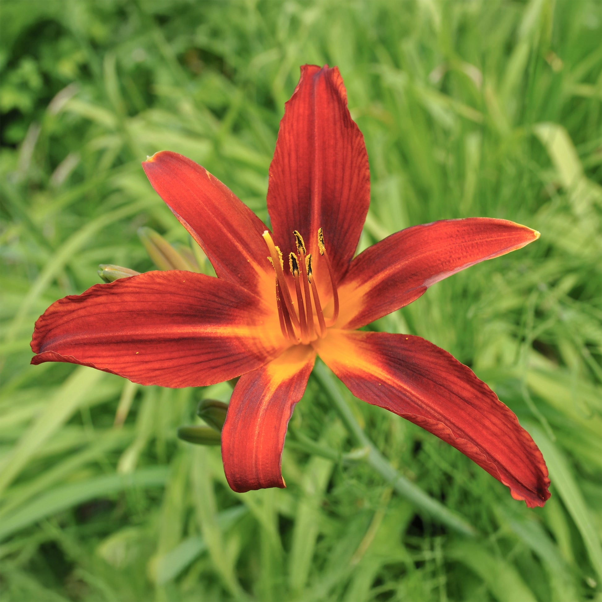 Hémérocalle - Hémérocalle Crimson Pirate - Hemerocallis Crimson Pirate