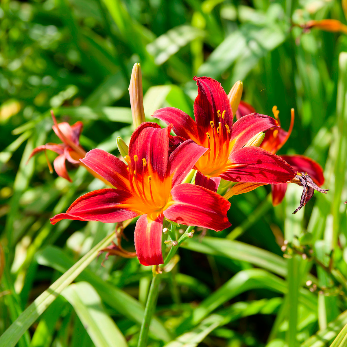 Hémérocalle Crimson Pirate - Bakker