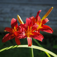 Hemerocallis Crimson Pirate - Hémérocalle Crimson Pirate - Hémérocalle